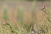 Kneu-20260825g14401A1A6818dvcrfb-Bakkersmeer.jpg