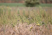 Kneu-20260825g14401A1A6818ovcrfb-Bakkersmeer.jpg
