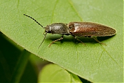 Kniptor-Athous-haemorrhoidalis-20130508g800IMG_5062a.jpg