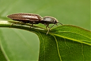 Filename=Kniptor-Athous-haemorrhoidalis-20130508g800IMG_5080a.jpg
Filesize=287KiB
Dimensions=800x600
Date added=May 08, 2013 Kniptor-Athous-haemorrhoidalis-20130508g800IMG_5080a.jpg