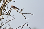 Filename=Koekoek-20160513g12807X1A5549a.jpg
Filesize=582KiB
Dimensions=1280x960
Date added=May 13, 2016 Koekoek-20160513g12807X1A5549a.jpg