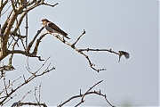 Filename=Koekoek-20160513g12807X1A5550a.jpg
Filesize=578KiB
Dimensions=1280x960
Date added=May 13, 2016 Koekoek-20160513g12807X1A5550a.jpg