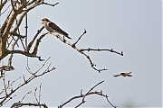 Filename=Koekoek-20160513g12807X1A5551a.jpg
Filesize=642KiB
Dimensions=1280x960
Date added=May 13, 2016 Koekoek-20160513g12807X1A5551a.jpg