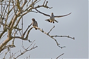 Filename=Koekoek-20160513g12807X1A556163cmc.jpg
Filesize=778KiB
Dimensions=1280x960
Date added=May 13, 2016 Koekoek-20160513g12807X1A556163cmc.jpg