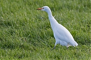 Koereiger-20171106g1280YSXX9585a.jpg