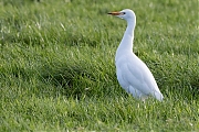 Koereiger-20171106g1280YSXX9605a.jpg