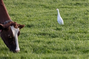 Koereiger-20171106g1280YSXX9610a.jpg