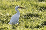 Koereiger-20171106g1280YSXX9617a.jpg