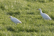 Koereiger-20171106g1280YSXX9619a.jpg