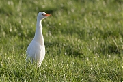 Koereiger-20171106g1280YSXX9631a.jpg