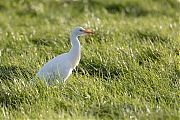 Koereiger-20171106g1280YSXX9642a.jpg