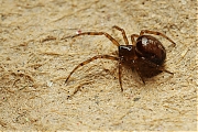 Filename=Koffieboonspin-Steatoda_bipunctata_20130503g800IMG_4891a.jpg
Filesize=406KiB
Dimensions=800x600
Date added=May 11, 2013 Koffieboonspin-Steatoda_bipunctata_20130503g800IMG_4891a.jpg