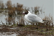 Kokmeeuw-20120505g800IMG_4299a.jpg