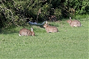 Konijn-20230815g14401A1A8692acrfb-Berge-diepsluis.jpg