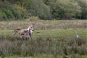 Filename=Konik-paard-Reiger-20240427g14401A1A4765bcrfb-Pannenhoef.jpg
Filesize=1057KiB
Dimensions=1280x960
Date added=May 10, 2024 Konik-paard-Reiger-20240427g14401A1A4765bcrfb-Pannenhoef.jpg