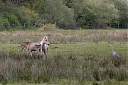 Konik-paard-Reiger-20240427g14401A1A4765bcrfb-Pannenhoef.jpg