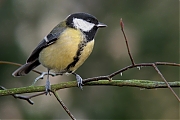 Koolmees-20081214_a64030x_028x.jpg