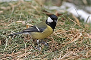 Koolmees-20120212g800IMG_2278a.jpg