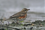 Koperwiek-20081101_a64030x_117a.jpg