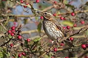 Koperwiek-20171106g1280YSXX9555a.jpg