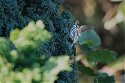 Filename=Koperwiek-20191029g1280YSXX5833a.jpg
Filesize=688KiB
Dimensions=1280x960
Date added=Oct 31, 2019 Koperwiek-20191029g1280YSXX5833a.jpg