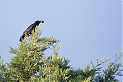 Filename=Kraai-20191029g1280YSXX5848a.jpg
Filesize=743KiB
Dimensions=1280x960
Date added=Oct 31, 2019 Kraai-20191029g1280YSXX5848a.jpg