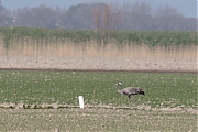 Kraanvogel-20120331g1280YSXX9582a.jpg