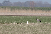 Kraanvogel-20120331g1280YSXX9585a.jpg