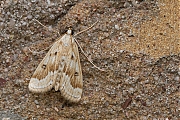 Krabbenscheermot-Parapoynx-stratiotata-20140622g800-IMG_5190a.jpg