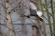 Filename=Krakeend-20230223g14401A1A9123acrfb-Ardo.jpg
Filesize=563KiB
Dimensions=1280x960
Date added=Mar 21, 2023 Krakeend-20230223g14401A1A9123acrfb-Ardo.jpg