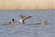 Filename=Krakeend_20160412g12807X1A3977a.jpg
Filesize=472KiB
Dimensions=1280x960
Date added=Apr 14, 2016 Krakeend_20160412g12807X1A3977a.jpg