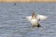 Filename=Krakeend_20160412g12807X1A3979a.jpg
Filesize=555KiB
Dimensions=1280x960
Date added=Apr 14, 2016 Krakeend_20160412g12807X1A3979a.jpg