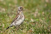 Kramsvogel-20100220g1280P1100636na.jpg