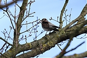 Kramsvogel-20120225g800IMG_2410a.jpg