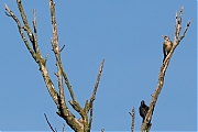 Kramsvogel-20170323g1280YSXX7552a.jpg