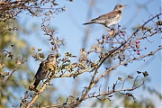 Kramsvogel-20171106g1280YSXX9534a.jpg