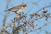 Kramsvogel-20171106g1280YSXX9536a.jpg