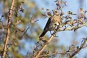 Filename=Kramsvogel-20171106g1280YSXX9538a.jpg
Filesize=754KiB
Dimensions=1280x960
Date added=Nov 07, 2017 Kramsvogel-20171106g1280YSXX9538a.jpg