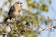 Filename=Kramsvogel-20171106g1280YSXX9545a.jpg
Filesize=681KiB
Dimensions=1280x960
Date added=Nov 07, 2017 Kramsvogel-20171106g1280YSXX9545a.jpg