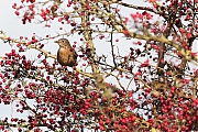 Filename=Kramsvogel-20171106g1280YSXX9547a.jpg
Filesize=1058KiB
Dimensions=1280x960
Date added=Nov 07, 2017 Kramsvogel-20171106g1280YSXX9547a.jpg
