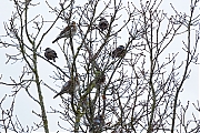 Filename=Kramsvogel-20200205g12807X1A7728a-Pannenhoef.jpg
Filesize=965KiB
Dimensions=1280x960
Date added=Feb 05, 2020 Kramsvogel-20200205g12807X1A7728a-Pannenhoef.jpg