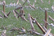 Filename=Kramsvogel-20211222g14401A1A4424a-Maxburg.jpg
Filesize=805KiB
Dimensions=1280x960
Date added=Jan 03, 2022 Kramsvogel-20211222g14401A1A4424a-Maxburg.jpg