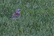 Kramsvogel-20211231g14401A1A4644a-Maxburg.jpg