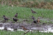 Kramsvogel-20211231g14401A1A4648a-Maxburg.jpg