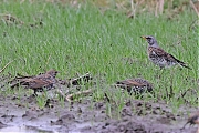 Kramsvogel-20211231g14401A1A4656a-Maxburg.jpg