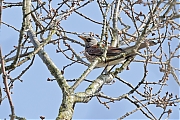 Filename=Kramsvogel-20220322g14401A1A9197a-Krochten.jpg
Filesize=866KiB
Dimensions=1280x960
Date added=Mar 29, 2022 Kramsvogel-20220322g14401A1A9197a-Krochten.jpg