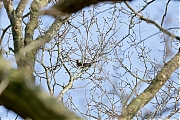 Filename=Kramsvogel-20220322g14401A1A9197ao-Krochten.jpg
Filesize=847KiB
Dimensions=1280x960
Date added=Mar 29, 2022 Kramsvogel-20220322g14401A1A9197ao-Krochten.jpg