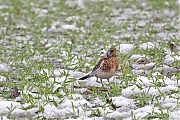 Filename=Kramsvogel-20230120g14401A1A8486acrfb-Tiggeltseberg.jpg
Filesize=825KiB
Dimensions=1280x960
Date added=Jan 24, 2023 Kramsvogel-20230120g14401A1A8486acrfb-Tiggeltseberg.jpg
