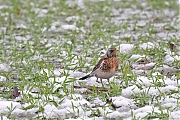 Kramsvogel-20230120g14401A1A8486acrfb-Tiggeltseberg.jpg