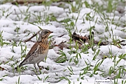 Kramsvogel-20230120g14401A1A8498bcrfb-Tiggeltseberg.jpg